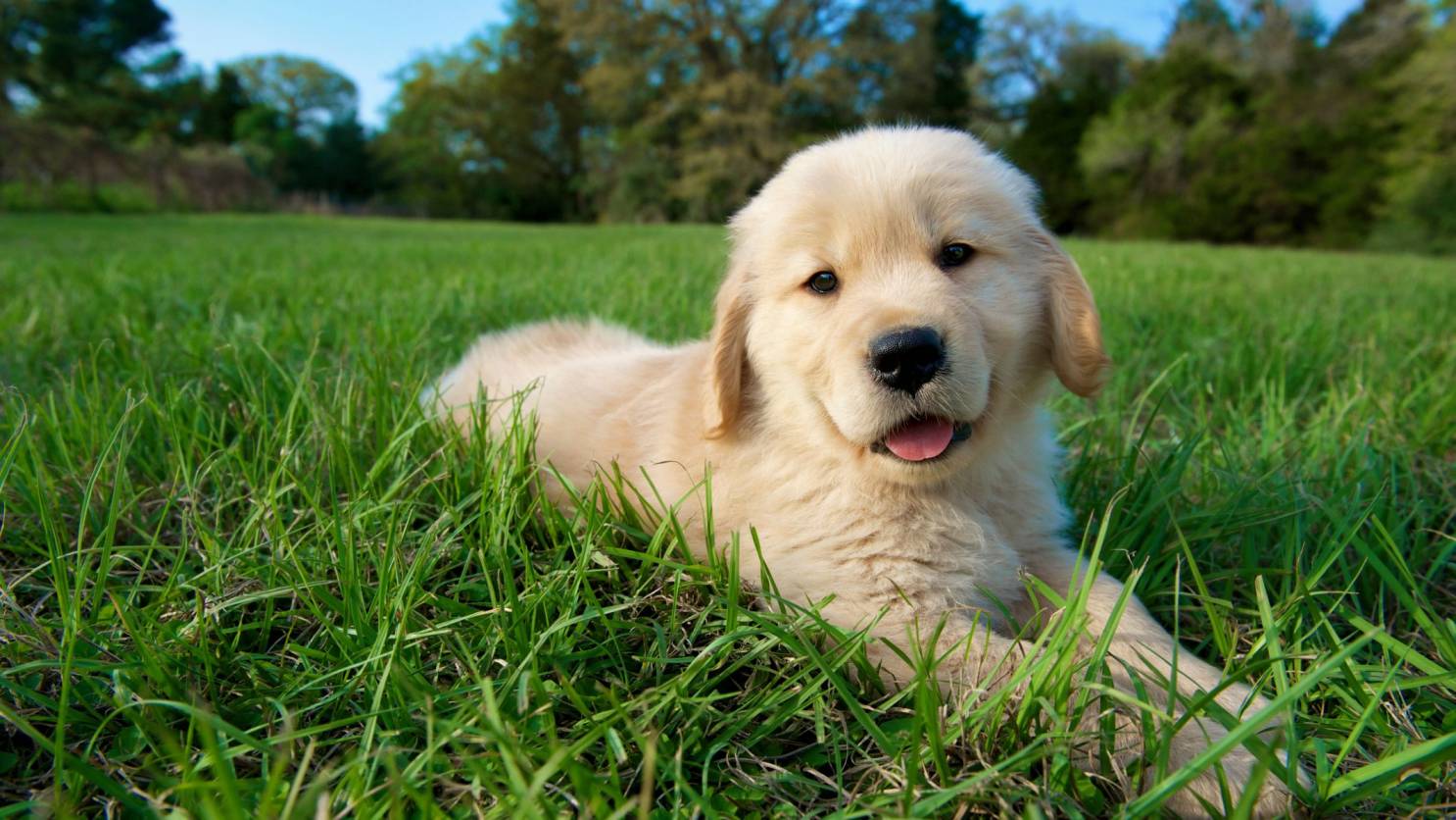 6 Golden Retriever Colors: What You Need to Know - DogHIB