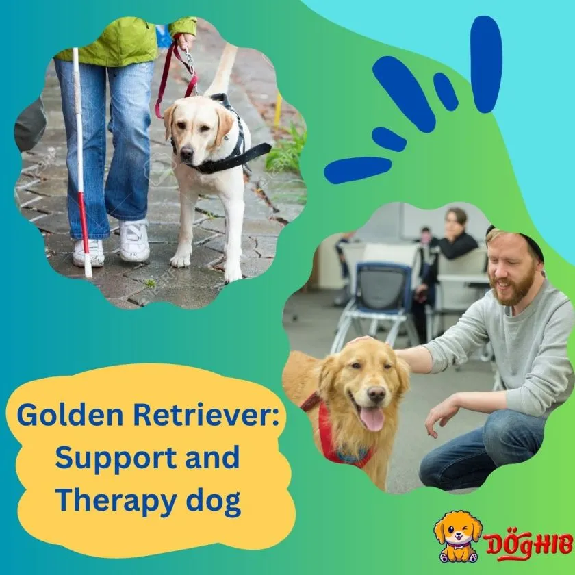 Golden retriever as a support and therapy dog