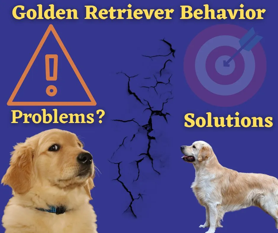 Snapshot of Tackling Matting Issues In Golden Retrievers At Home