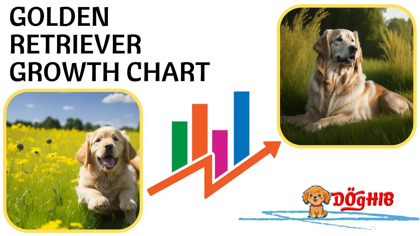 Golden Retriever Growth Chart: Tracking Your Dog's Size and Progress