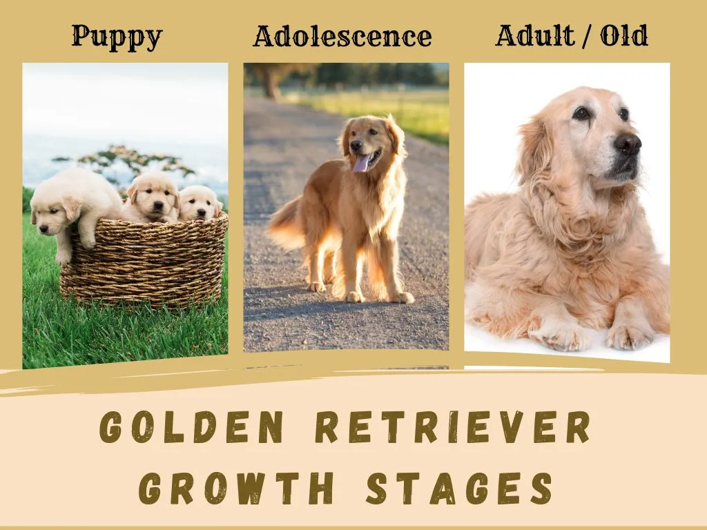 golden-retriever-heat-cycles-explained-thehappygolden