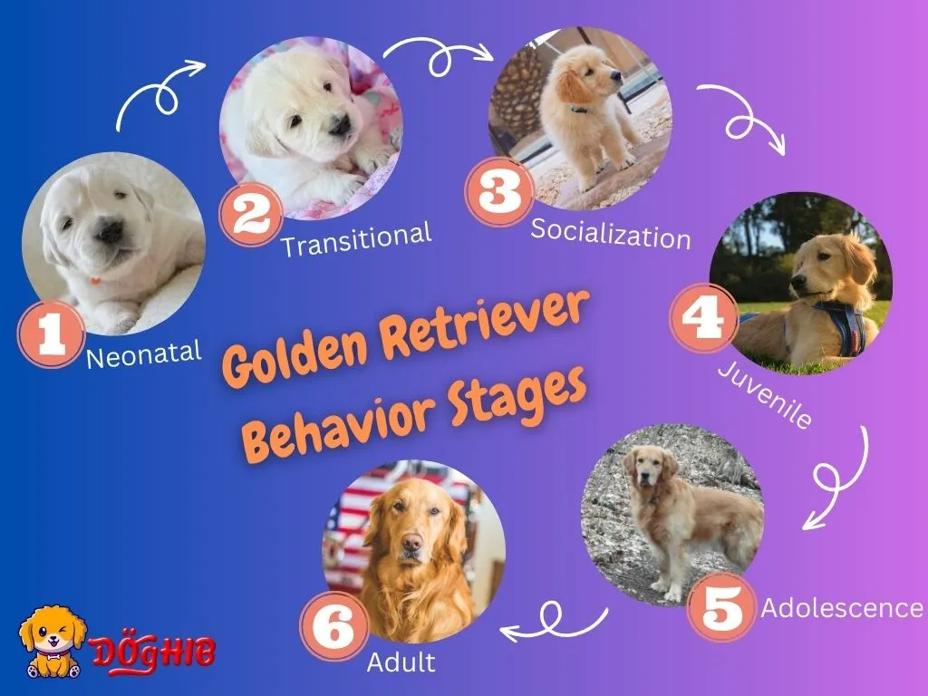 Golden Retriever Behavior: Problems And Solutions - DogHIB