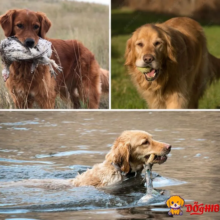 Golden retriever retrieving fish, bowl, and bird