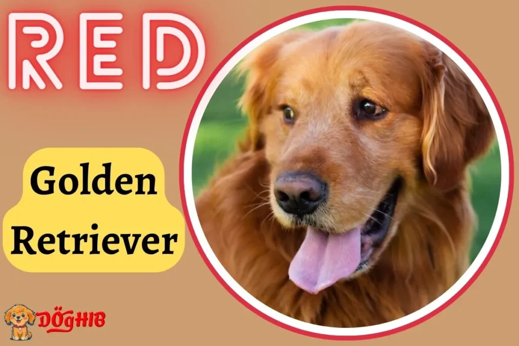 10 Golden Retriever Health Issues Symptoms, Causes, and Treatments