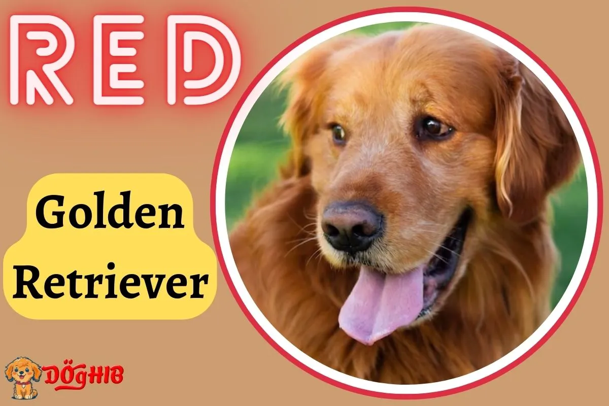 Red Golden Retriever: The Shocking Truth About Their Incredible Coats