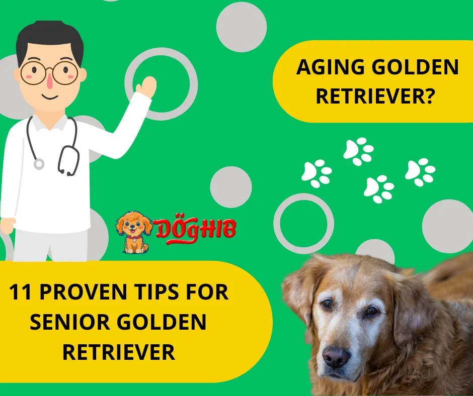 golden-retriever-aging-11-proven-senior-care-tips-doghib