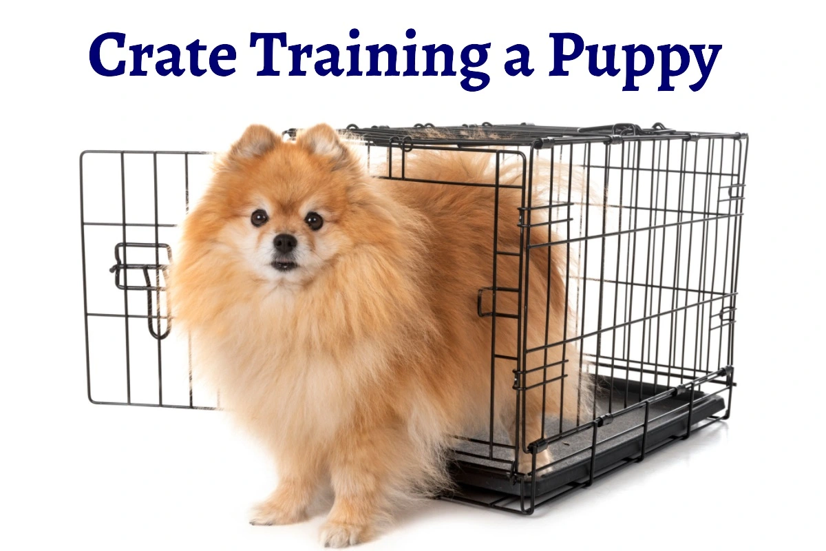 How to Crate Train a Puppy A Complete Guide DogHIB