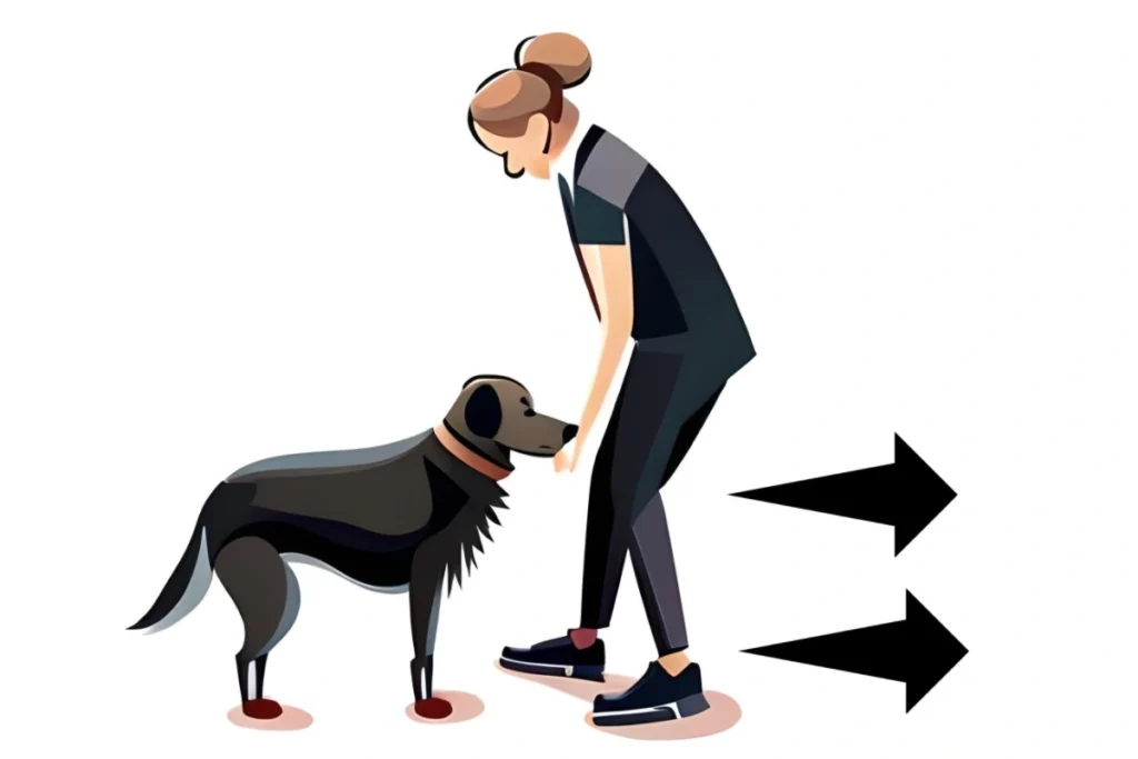 How to Hand Feed Your Dog Safely DogHIB