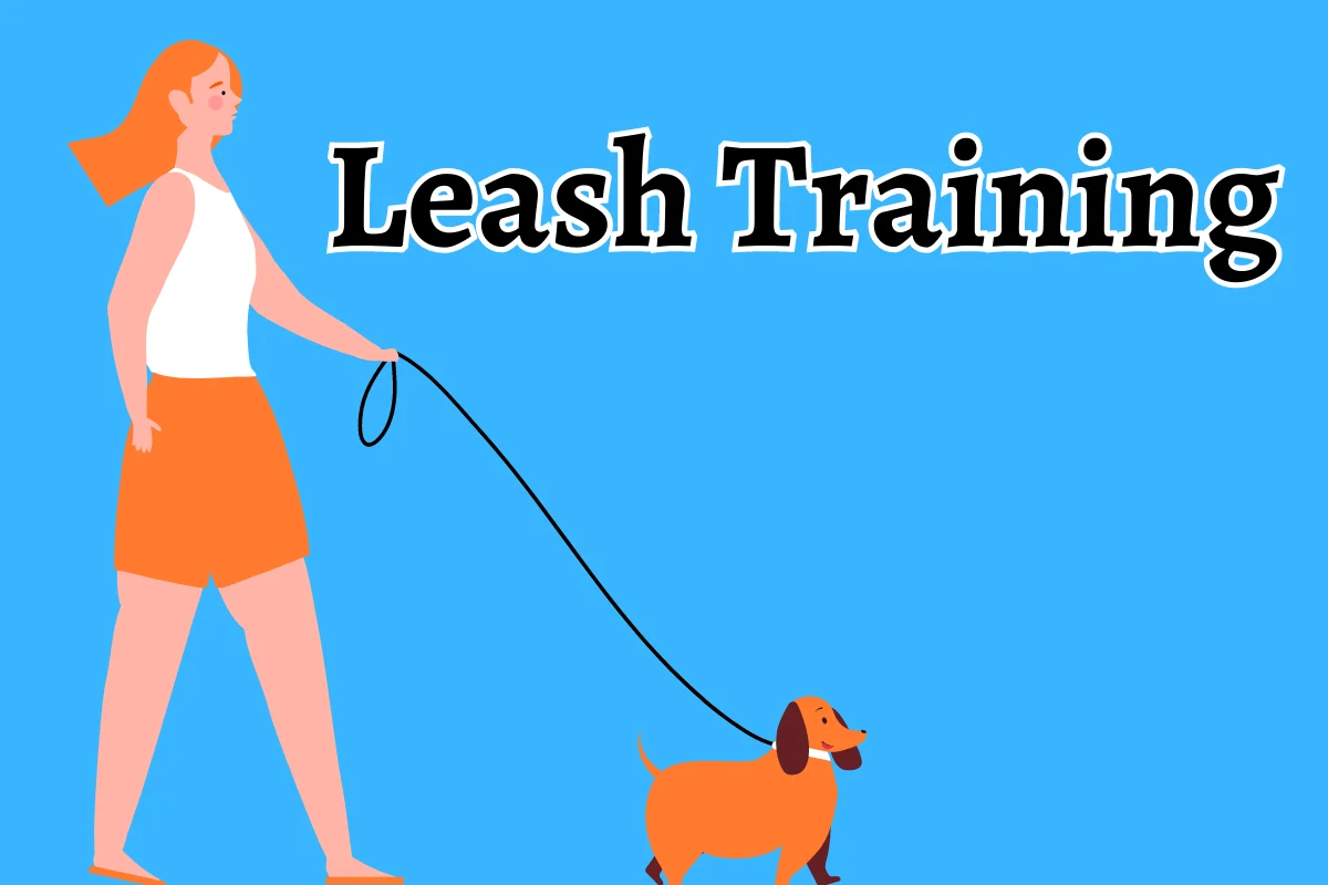 Leash Training Your Dog in 3 Easy Steps - DogHIB