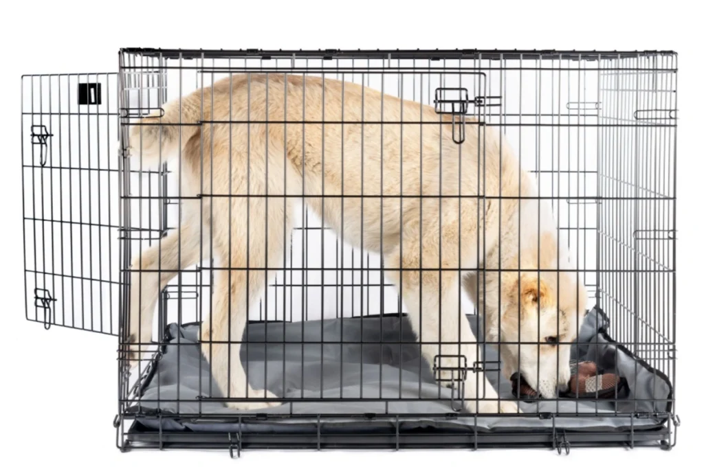 How to Potty Train a Puppy Complete Guide for Pet Parents DogHIB